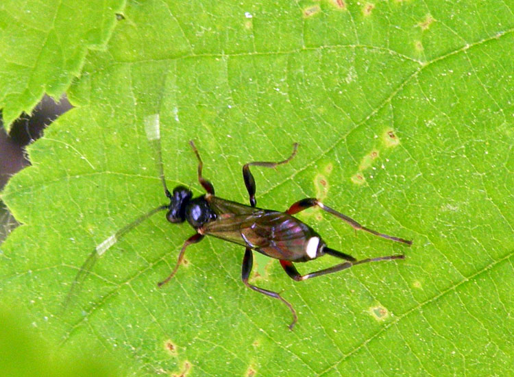 Pot-pourri di Ichneumonoidea